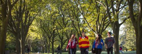 Four students walking on a path underneath tall trees