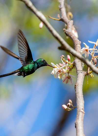 A green hummingbird with outstretched wings drinking nectar from pink and white flowers on a tree branch, with a blurred blue sky in the background.