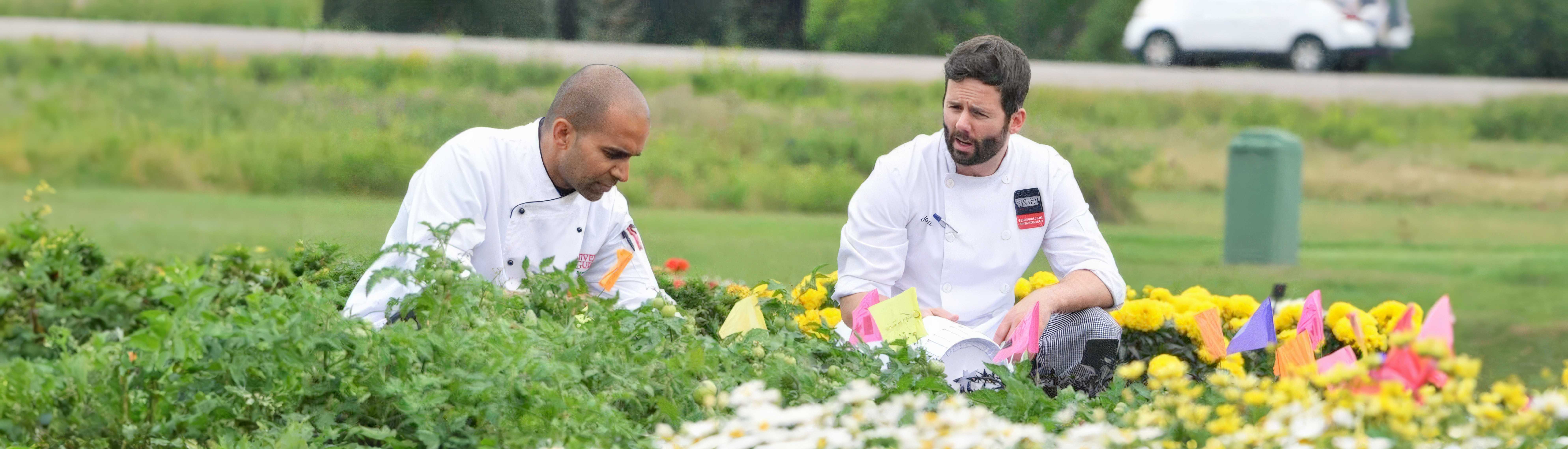 University of Guelph chefs working in a garden, examining fresh produce for Food Day Canada.