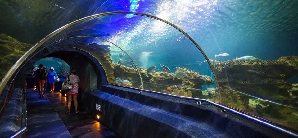 Visitors to an aquarium exhibit walk through an underwater tunnel.