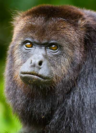 A closeup portrait of a Howler Monkey in Costa Rica, showcasing its expressive face and deep brown eyes against a lush green background.